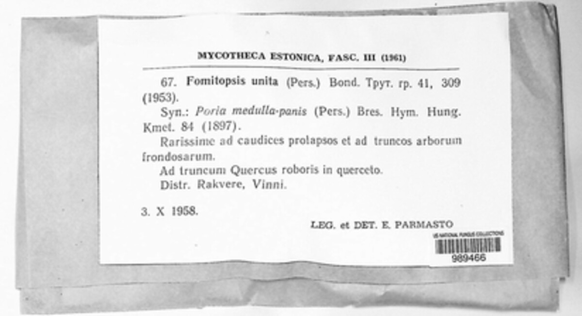 Perenniporia unita image